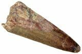 Cretaceous Fossil Crocodylomorph Tooth - Morocco #299191-1